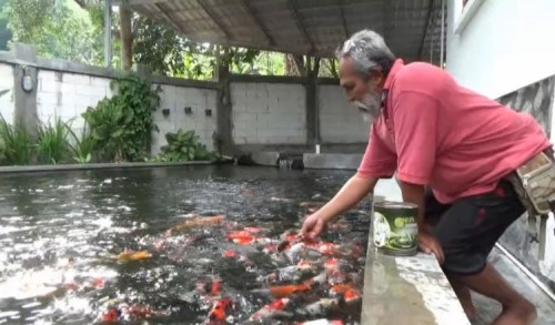 Warga Lereng Gunung Lawu Magetan Sukses Budidaya Ikan Koi