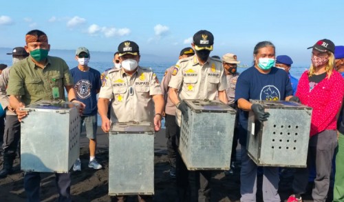 Pemkab Jember Lepas 40 Kera dan Ular Piton di Nusa Barong