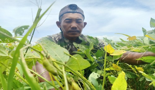 Hama Ulat dan Belalang Serang Belasan Hektar Tanaman Kedelai Siap Panen di Magetan