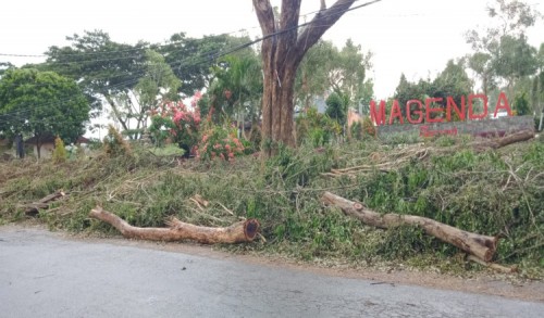 Tak Diketahui Dinas LHP, Tiga Pohon Sonokeling di Taman Magenda Bondowoso Ditebang