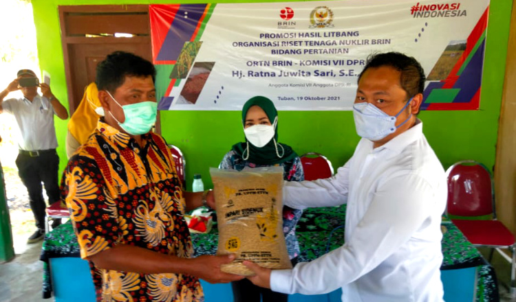 ORTN BRIN dan Komisi VII DPR RI Promosikan Padi Varietas Inpari Sidenuk di Tuban