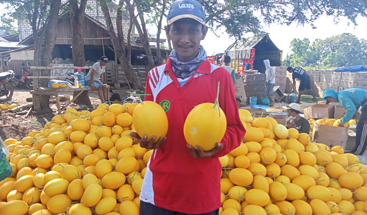 Petani Jenu Tuban Sukses Budidaya Melon Golden, Sekali Panen Omzet Mencapai 250 Juta