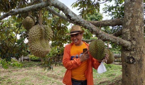 Mantan Wali Kota Malang Abah Anton Kini Sukses Jadi Petani Durian