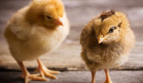 Mau Ternak Ayam? Haram Memisahkan Anak Ayam Dari Induknya