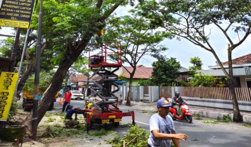 Antisipasi Cuaca Ekstrem, Dinas PU CKPP Banyuwangi Pangkas Pohon Rawan Tumbang