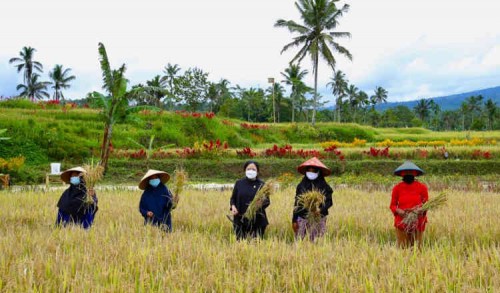 Bersama Puan Panen Padi di Banyuwangi, Bupati Ipuk Pulihkan Ekonomi dari Sektor Pertanian