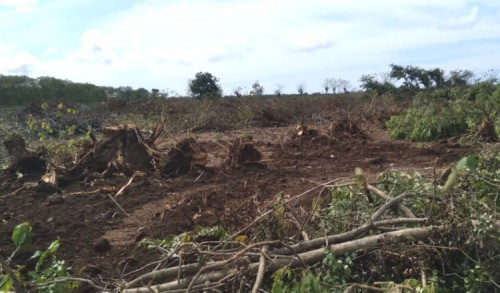 Kawasan Hutan di Tuban Diduga Hilang 126 Hektar, Imbas Proyek GRR
