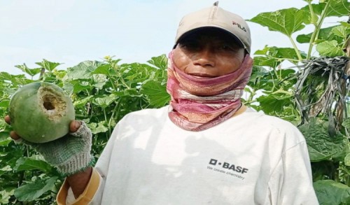 Dua Hama Serang Tanaman Buah Melon Milik Petani di Madiun