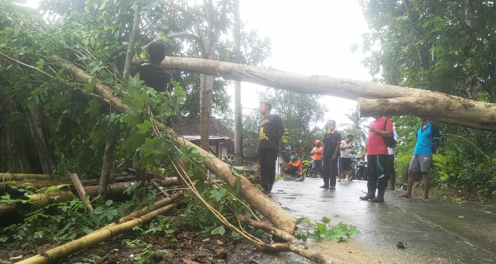 Warga Waspada Saat Hujan Lebat, Sejumlah Pohon di Purworejo Tumbang Rusakkan Rumah Warga