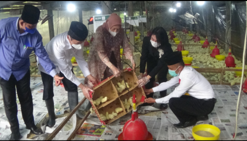 Kembangkan Ternak Ayam, Baznas Launching Balai Ternak di Purworejo