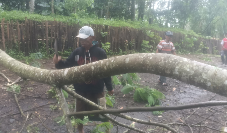 Diobrak Abrik Angin Kencang, Ratusan Pohon Sengon di Sumberjambe Jember Tumbang