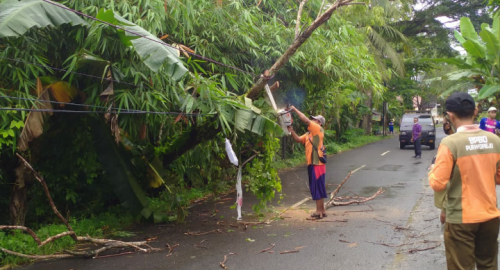 Sering Terjadi Bencana Pohon Tumbang, BPBD Ingatkan Bahaya Angin Cyclon Tropis