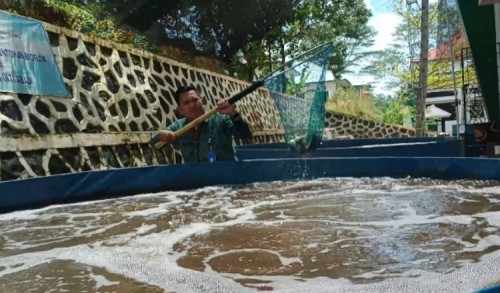 Dinas Perikanan Tanah Bumbu Segera Panen Ikan Nila Bioflok