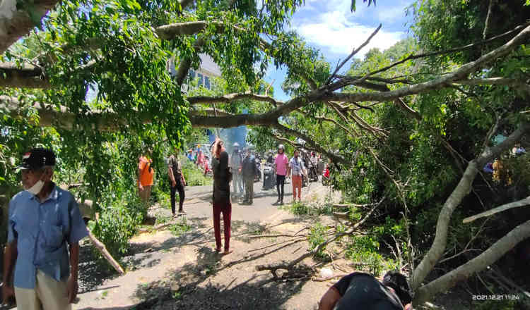 BPBD Catat Ada 17 Pohon Tumbang di Banyuwangi Diterjang Angin Kencang