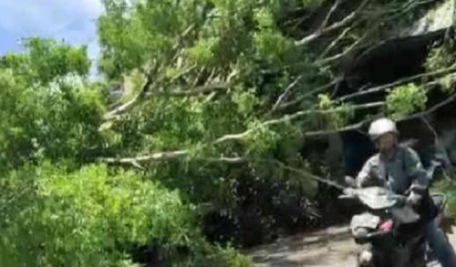 Angin Kencang Obrak-abrik Wilayah Kalisat, Akses ke Kota Jember Lumpuh Total