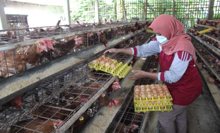 Permintaan Banyak Jelang Akhir Tahun, Harga Telur di  Peternak Jombang 25  Ribu