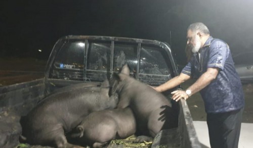 Abisai Rollo Kembali Salurkan Puluhan Ekor Babi Untuk Gereja-gereja di Jayapura