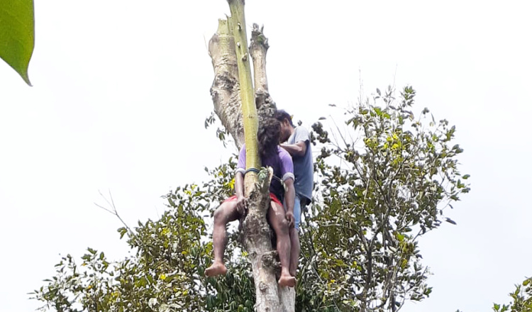 Heboh, Pria di Minggirsari Blitar Ditemukan Pingsan di Atas Pohon