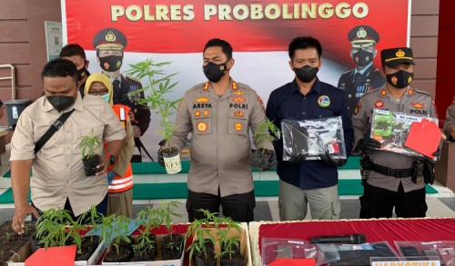Pertama Kali, Polisi Ringkus Penanam Ganja di Probolinggo