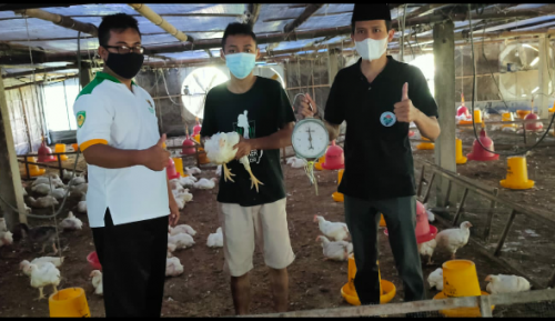 Panen Perdana, Kelompok Balai Ternak Unggas Baznas Berkah Sawung Mulyo dapat Untung Besar