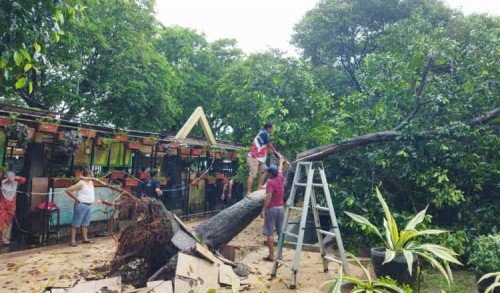 Pohon Tumbang Nyaris Timpa Warung PKL di Taman Sritanjung Banyuwangi