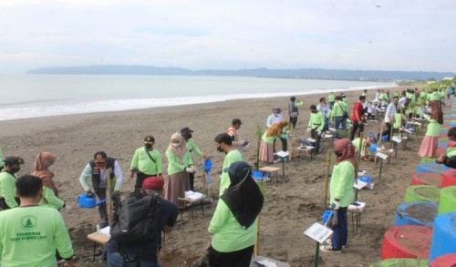 Minimalisir Angin Kencang di Pantai Tegalkamulya Cilacap, Pertamina Tanam 3000 Pohon Cemara Laut