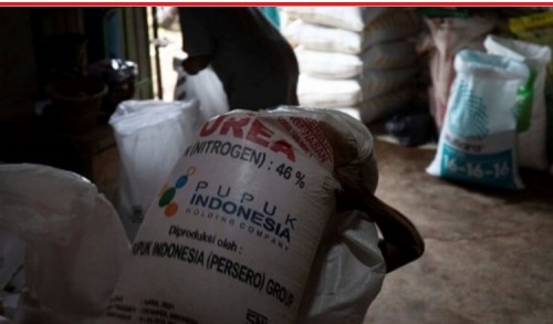 Penyaluran Pupuk Subsidi di Bondowoso Diduga Diselewengkan, Orang Mati Tercatat  Membeli