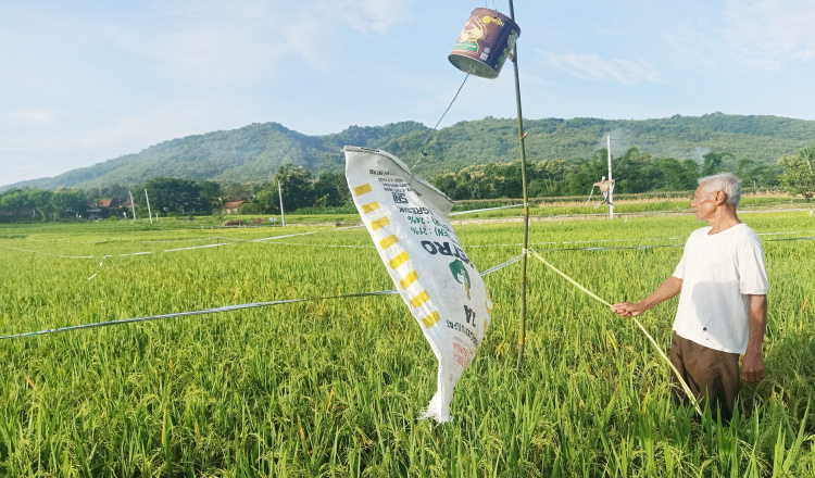 Hama Burung Serang Puluhan Hektar Tanaman Padi Milik Petani Di Magetan