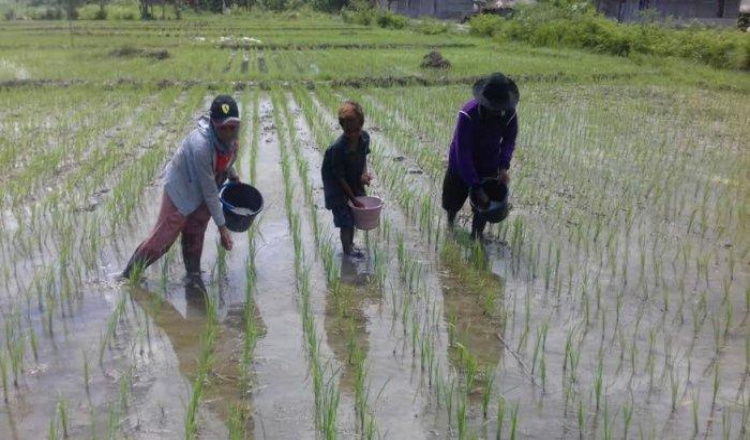 Tak Hanya Orang Mati, Banyak Petani Bondowoso Tak Pernah Beli Pupuk Subsidi, Tapi Namanya Dicatut
