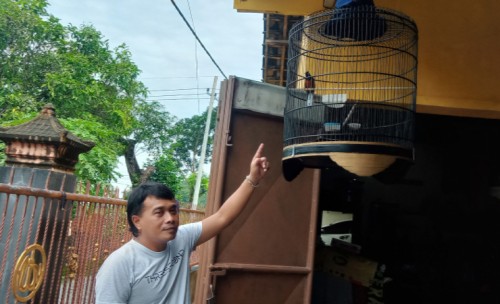 Menggiurkan, Budidaya Ternak Burung Murai Batu Medan di Jombang Beromset Jutaan