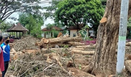 Penebang Kayu di Taman Magenda Bondowoso Dibidik Kejaksaan, Pelapor Kedua Diminta Keterangan
