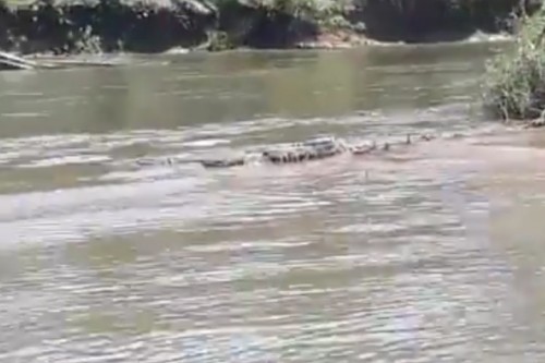 Buaya Sepanjang 4 Meter Sering Muncul di Sungai Selagan Mukomuko, Warga Khawatir