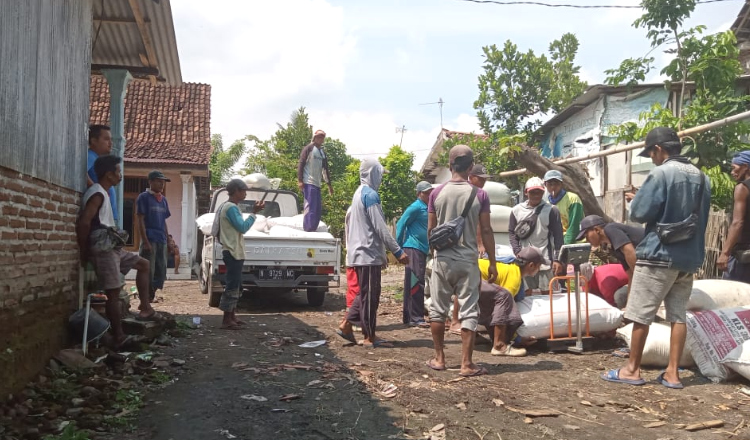 Petani Probolinggo Semringah, Harga Gabah Tinggi di Awal Musim Panen