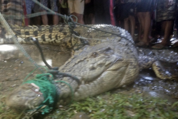 Buaya Sepanjang Empat Meter Lebih di Sungai Selagan Mukomuko Ditangkap