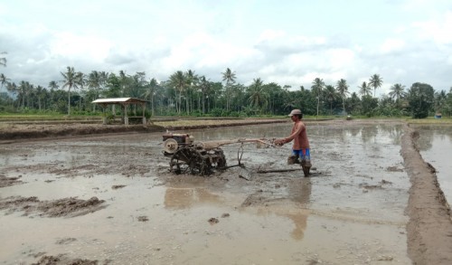 Antisipasi Gagal Panen, Pemkab Banyuwangi Dorong Petani Ikut Program Asuransi Pertanian