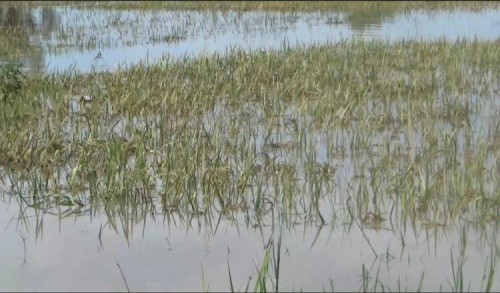 Sawah Terendam Banjir, Petani di Banyuwangi Terancam Gagal Panen