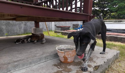 Anjing Peliharaan Resahkan Warga, Nenek 75 Tahun di Banyuwangi Jadi Korban