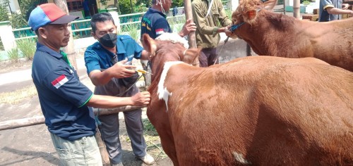 Kelompok Ternak Lembu Sejahtera  Desa Tanggungan Bersama Dinas Peternakan Jombang Launching Posyandu Ternak 