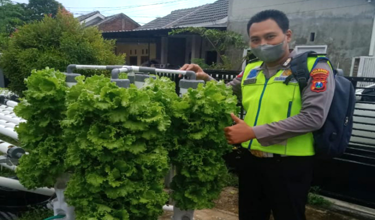 Berkah Ramadan, Polisi di Banyuwangi Raup Rp 1,5 Juta Per Hari dari Hidroponik 