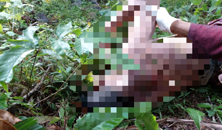 Geger, Seorang Pria di Banyuwangi Ditemukan Tewas di Kebun Kopi 