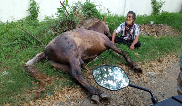 Kuda Delman Mati Mendadak saat Iring-iringan Puter Kayun di Banyuwangi
