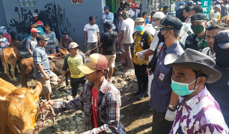 Marak PMK, DPKH Probolinggo: Tak Ada Penutupan Pasar Hewan