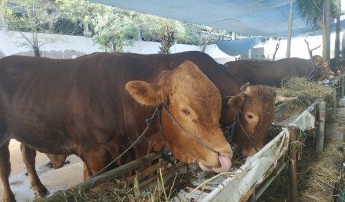 Kesulitan Sapi Siap Potong, Penjual Daging dan Jagal di Jatim Ancam Mogok Akbar