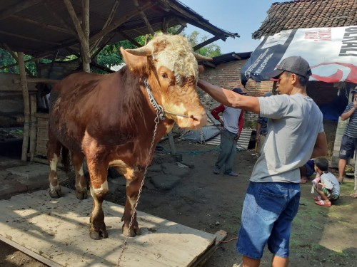 Antisipasi PMK 2 kelompok Ternak Sapi di Tanggungan Jombang Lakukan Posyandu Ternak 