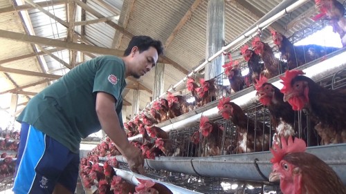 Harga Pakan dan Telur Naik, Peternak Ayam Petelur di Jombang Untung Besar 
