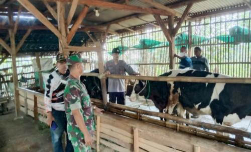 Dinas Peternakan Lakukan Vaksinasi Sapi Perah di Jombang
