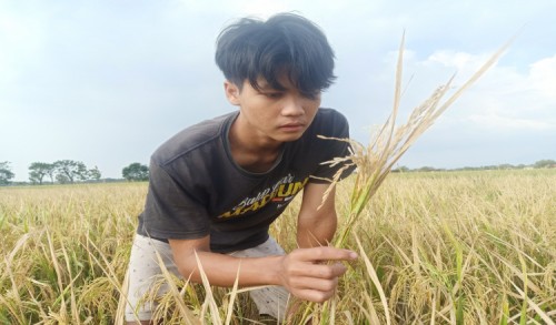 Hama Potong Leher Serang Puluhan Hektar Tanaman Padi di Magetan