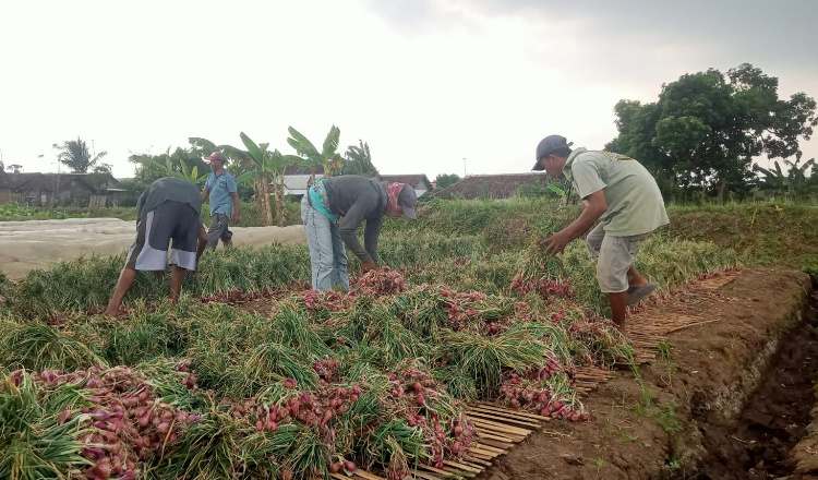 Harga Bawang Merah Masih Tinggi, Petani Semringah