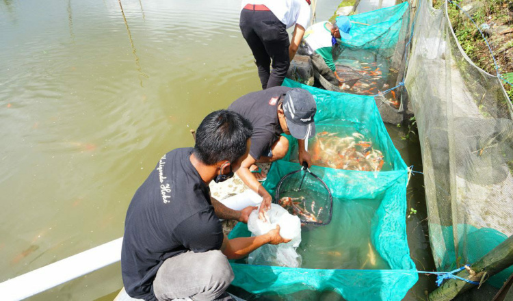 Kampung Koi Banyuwangi Makin Top Berkat Jagoan Tani