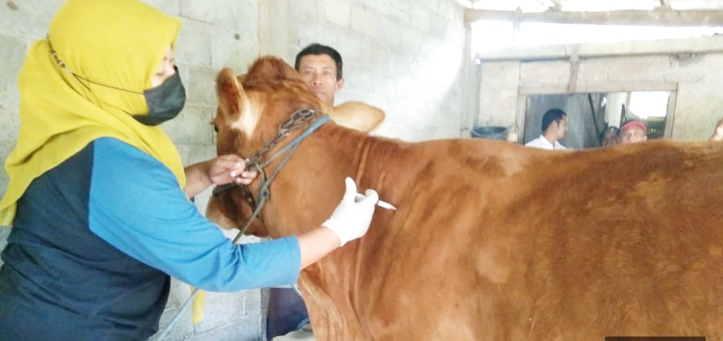 Vaksinasi PMK di Jombang Capai 100,4 Persen 
